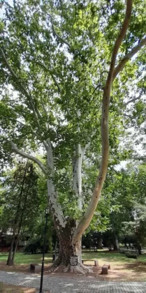Platanus X | Buzias | Comté de Timiș