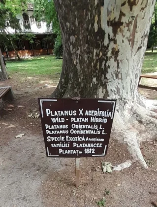 Platanus X | Buzias | Timis County