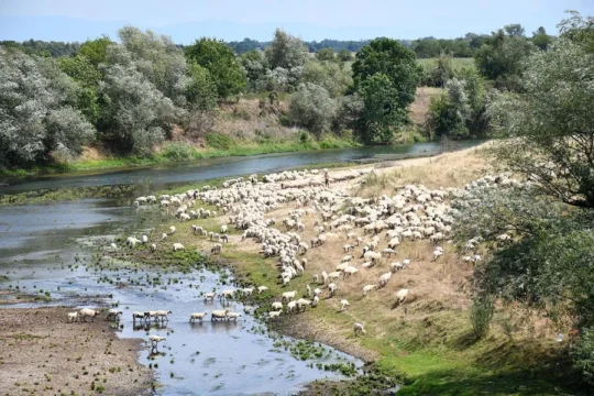 Am Fluss Timis nahe zu Hitias