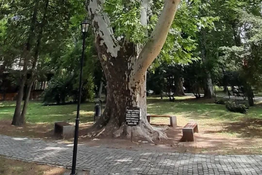 Platanus X | Buziaș | Județul Timiș